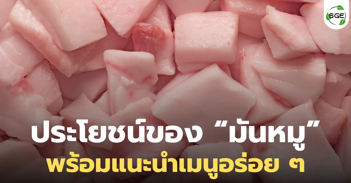 มันหมู กับประโยชน์ที่คุณอาจจะยังไม่รู้ พร้อมเมนูอร่อย ๆ