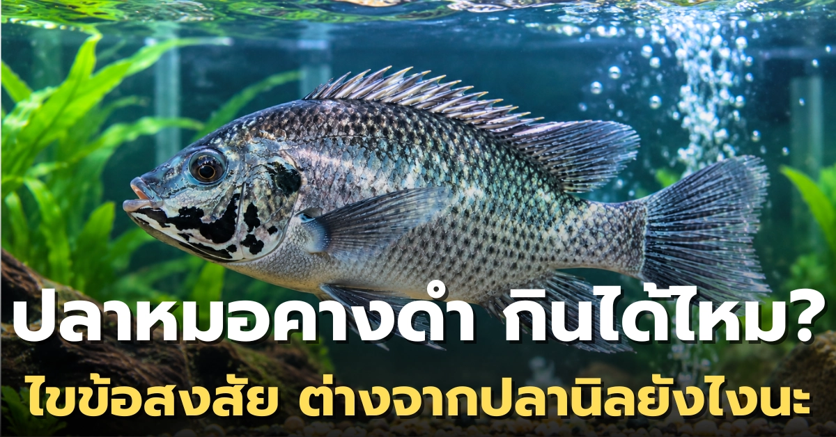 ปลาหมอคางดํา กินได้ไหม ไขทุกข้อสงสัย พร้อมเทียบชัด ๆ ต่างจากปลานิลอย่างไร ปลาหมอคางดํา กินได้ไหม ไขทุกข้อสงสัย พร้อมเทียบชัด ๆ ต่างจากปลานิลอย่างไร